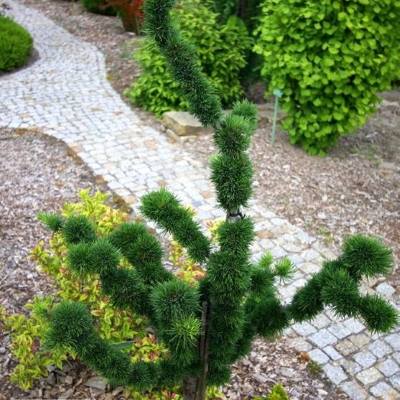 Модрина європейська "Крейчі" на штамбі - Larix decidua "Krejci"