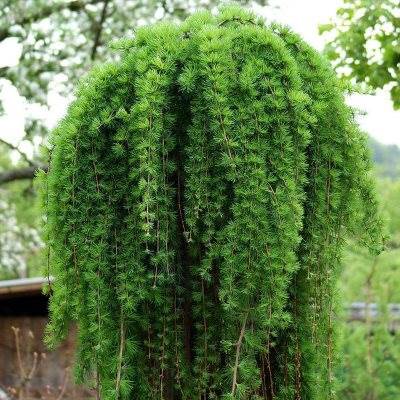 Модрина європейська "Пендула" на штамбі - Larix decidua "Pendula"