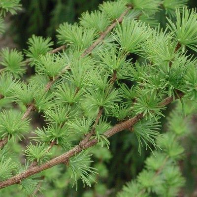 Модрина європейська - Larix decidua