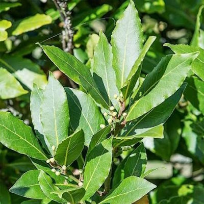 Лавр благородний - Laurus nobilis