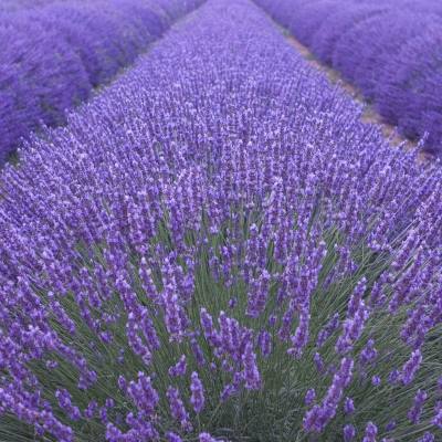 Лаванда вузьколиста (Англійська) - Lavandula angustifolia