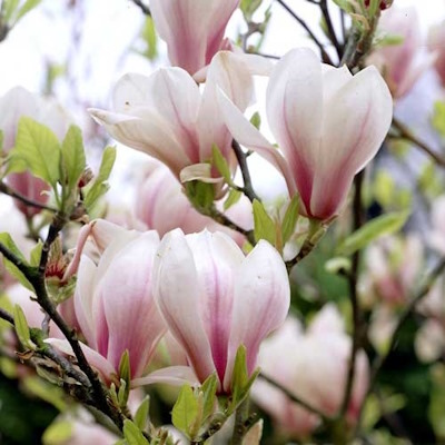 Магнолія суланжа "Альба Суперба" - Magnolia soulangeana "Alba Superba"