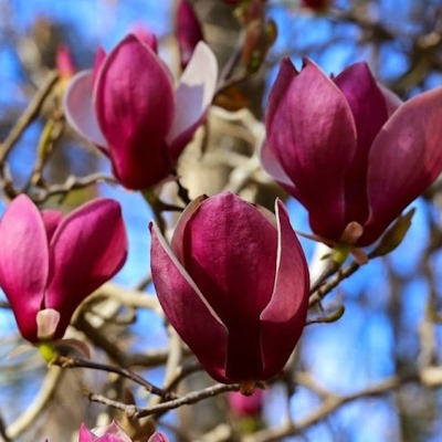 Магнолія суланжа "Джені" - Magnolia soulangiana "Genie"