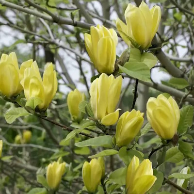 Магнолія гібридна "Голден Дрім" - Magnolia hybrida "Golden Dream"