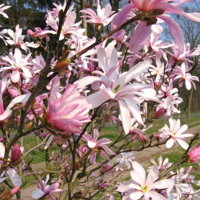 Магнолія Лебнера "Леонард Мессел" - Magnolia Loebneri "Leonard Messel"