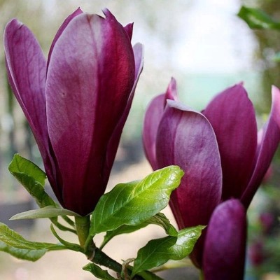 Магнолія лілієквіткова "Нігра" - Magnolia liliiflora "Nigra"