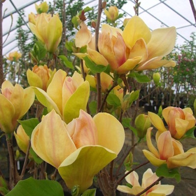 Магнолія гібридна "Сансейшн" - Magnolia hybrida "Sunsation"