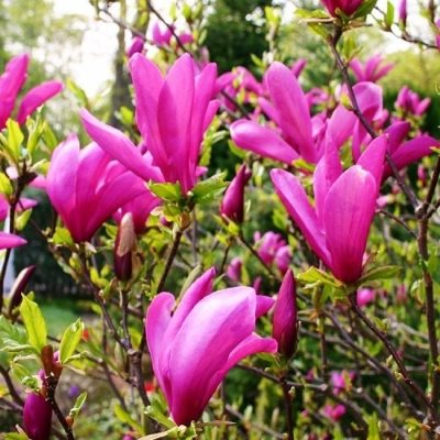 Магнолія гібридна "Сюзан" - Magnolia hibrida "Susan"