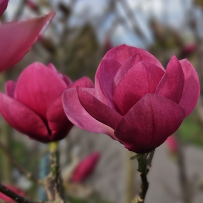 Магнолія гібридна "Ватермелон" - Magnolia hybrida "Watermelon"