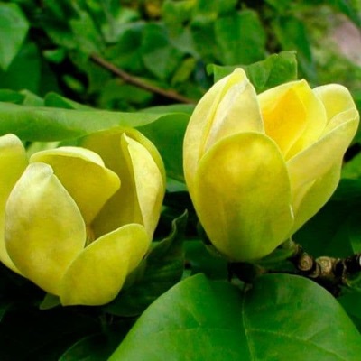 Магнолія гібридна "Єллов Лантерн" - Magnolia hybrida "Yellow Lantern"