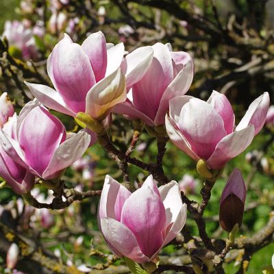Магнолія суланжа - Magnolia soulangeana