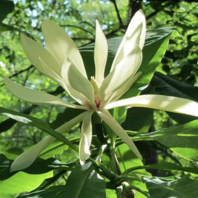 Магнолія Трипелюсткова - Magnolia tripetala