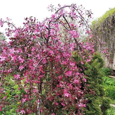 Яблуня плакуча ягідна "Роял Б'юті" на штамбі - Malus baccata "Royal Beauty"