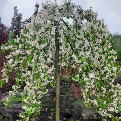 Яблуня плакуча "Уайт Джет" на штамбі - Malus "White Jet"