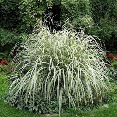 Міскантус китайський "Варієгатус" - Miscanthus sinensis "Variegatus"