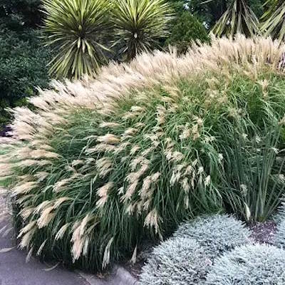 Міскантус китайський "Якушіма Дварф" - Miscanthus sinensis "Yakushima Dwarf"