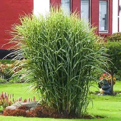 Міскантус китайський "Зебрінус" - Miscanthus sinensis "Zebrinus"