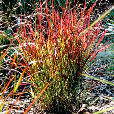 Просо прутоподібне "Сангрія" - Panicum virgatum "Sangria"