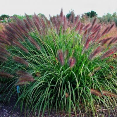 Пеннісетум лисохвостий "Маудрі" - Pennisetum alopecuroides "Moudry"