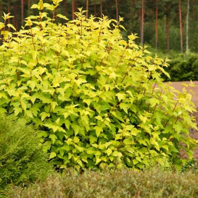 Пухироплідник калинолистий "Дартс Голд" - Physocarpus opulifolius "Dart's Gold"