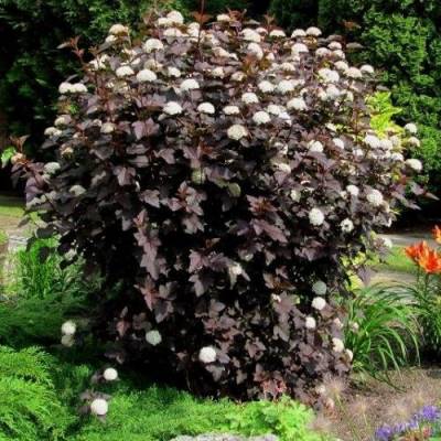 Пухироплідник калинолистий "Діаболо" - Physocarpus opulifolius "Diabоlo"