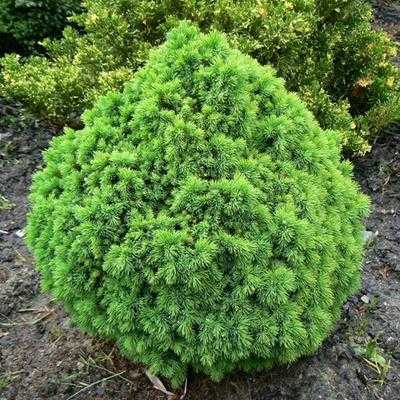 Ялина канадська "Альберта Глобе" - Picea glauca "Alberta Globe"