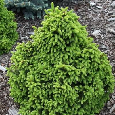 Ялина звичайна "Баррі" - Picea abies "Barryi"