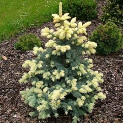 Ялина колюча "Білобок" - Picea pungens "Bialobok"