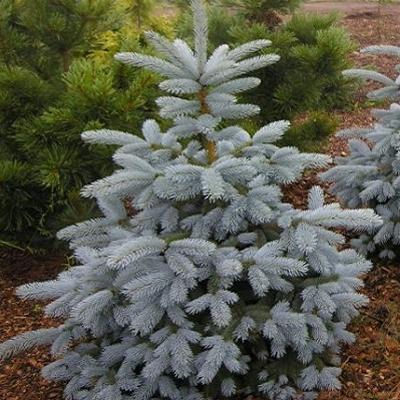 Ялина колюча "Блю Маунтiн" - Picea pungens "Oldenburg / Blue Mountain"