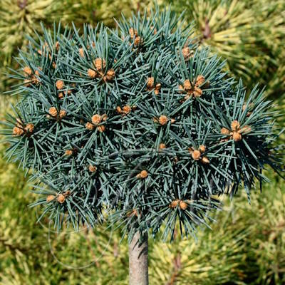 Ялина колюча "Брунек" на штамбі - Picea pungens "Brynek"