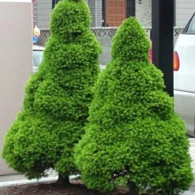 Ялина канадська "Коніка" - Picea glauca "Conica"