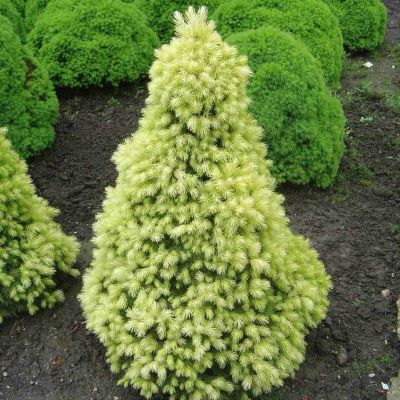 Ялина канадська "Дейзі Уайт" - Picea glauca "Daisy's White"