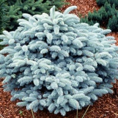 Ялина колюча "Глаука Глобоза" - Picea pungens "Glauca Globosa"
