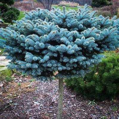 Ялина колюча "Глаука Глобоза" на штамбі - Picea pungens "Glauca Globosa"