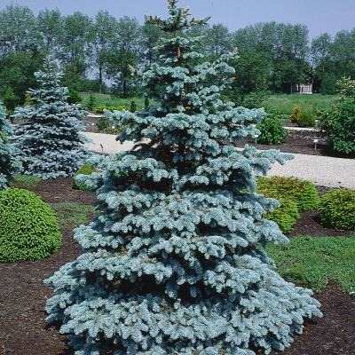 Ялина колюча "Хупсi" - Picea pungens "Hoopsii"