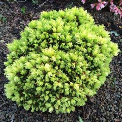 Ялина канадська "Ялако Голд" - Picea glauca "Jalako Gold"