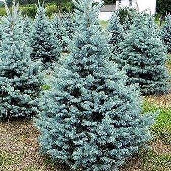 Ялина блакитна "Кейбаб" - Picea Pungens Glauca "Kaibab"