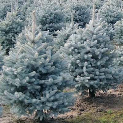 Ялина блакитна "Маджестік" - Picea pungens Glauca "Majestic"
