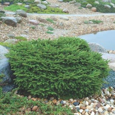 Ялина звичайна "Нідіформіс" - Picea abies "Nidiformis"