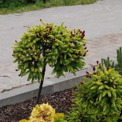 Ялина звичайна "Пуш" на штамбі - Picea abies "Pusch"