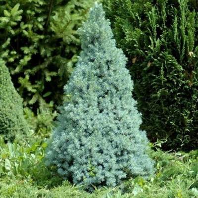 Ялина канадська голуба "Сандерс Блю" - Picea glauca "Sander’s Blue"