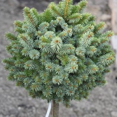 Ялина ситхінська "Сільберцверг" на штамбі - Picea sitchensis "Silberzwerg"
