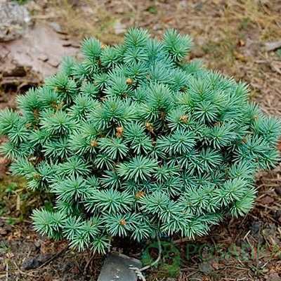 Ялина колюча "Соня" - Picea pungens "Sonja"