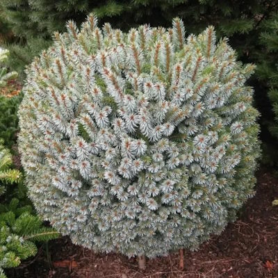 Ялина сітхінська "Тенас" - Picea sitchensis "Tenas"