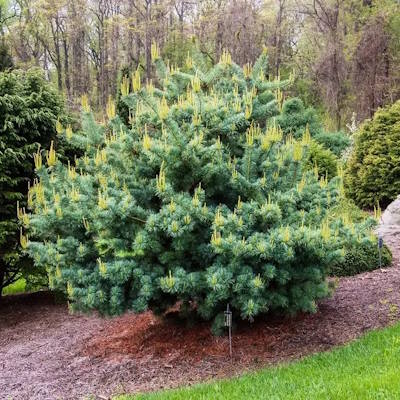 Сосна японська "Бонні Бергман" - Pinus parviflora "Bonnie Bergman"