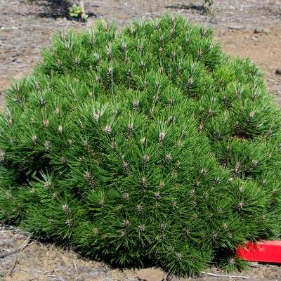 Сосна чорна "Брепо" - Pinus nigra "Brepo"