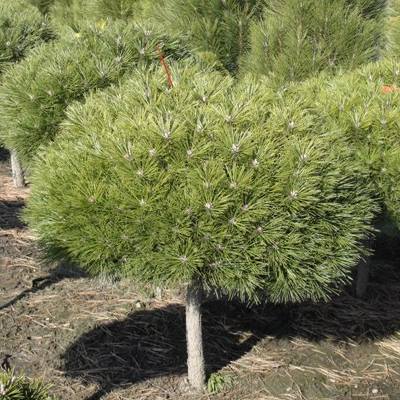 Сосна чорна "Брепо" на штамбі - Pinus nigra "Brepo"