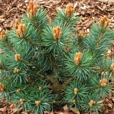 Сосна звичайна "Чантрі Блю" - Pinus sylvestris "Chantry Blue"