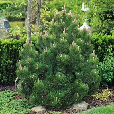 Сосна білокора "Компакт Джем" - Pinus leucodermis "Compact Gem"