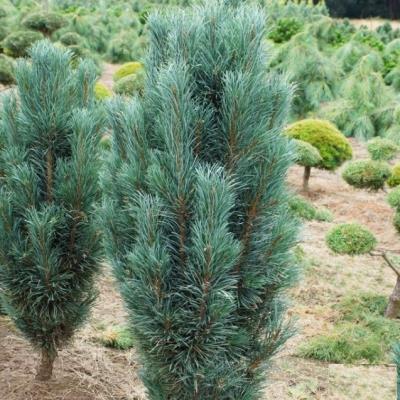 Сосна звичайна "Фастігіата" - Pinus sylvestris "Fastigiata"